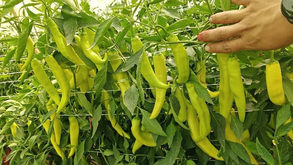 معاينة صنف الفلفل الحار "مروة" في سطيف - 1