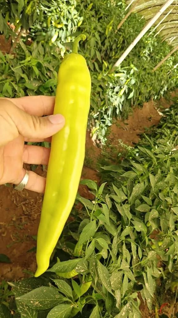 معاينة صنف الفلفل الحار "مروة" في سطيف - 4