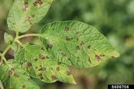 الألترناريا