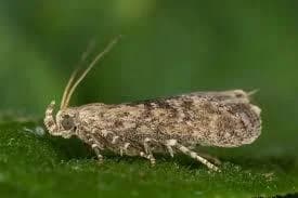 فراشة وتوتة البطاطا