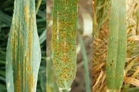 أصداء القمح